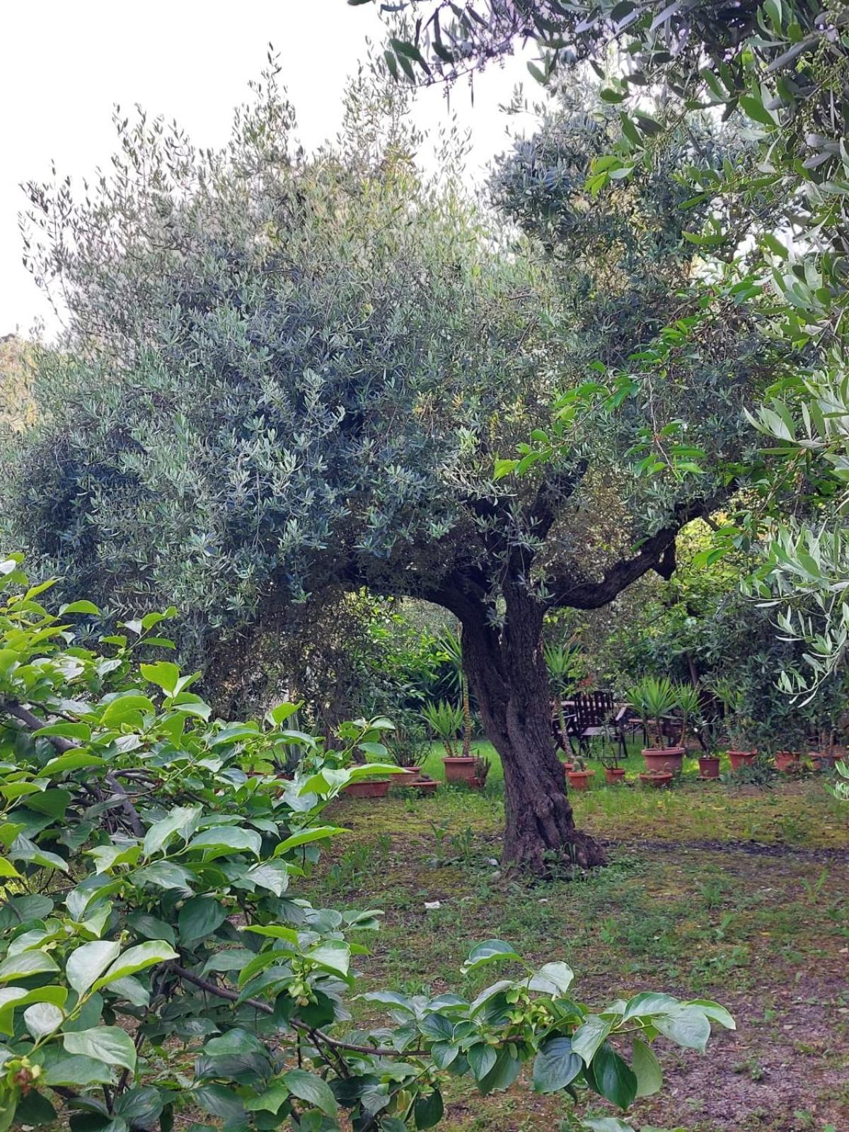 B&B Villa Mia Lanciano Exterior foto
